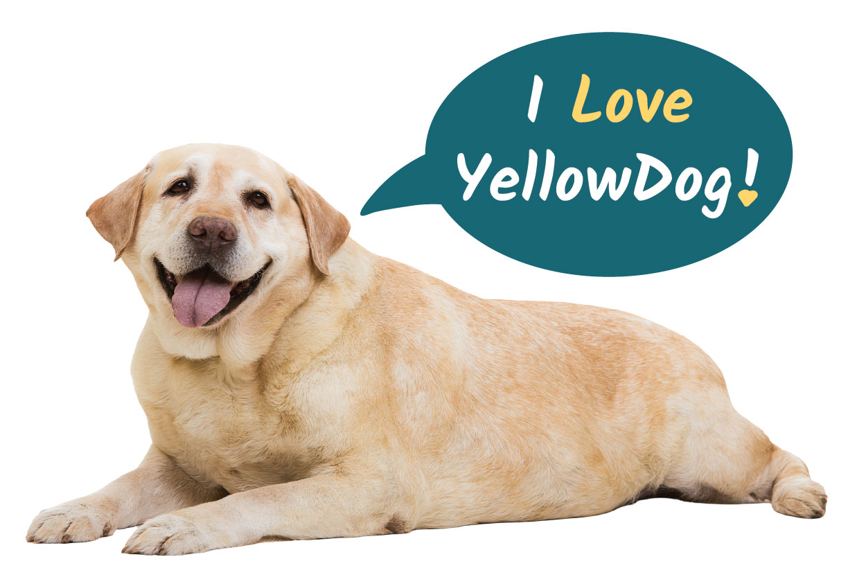 A yellow Labrador laying on the ground, looking at the camera with its tongue out. A teal speech bubble says "I love YellowDog."