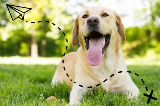 Yellow labrador panting in the grassh. A line drawing of a paper airplane and treasure map trail to an x is laid over the photo.