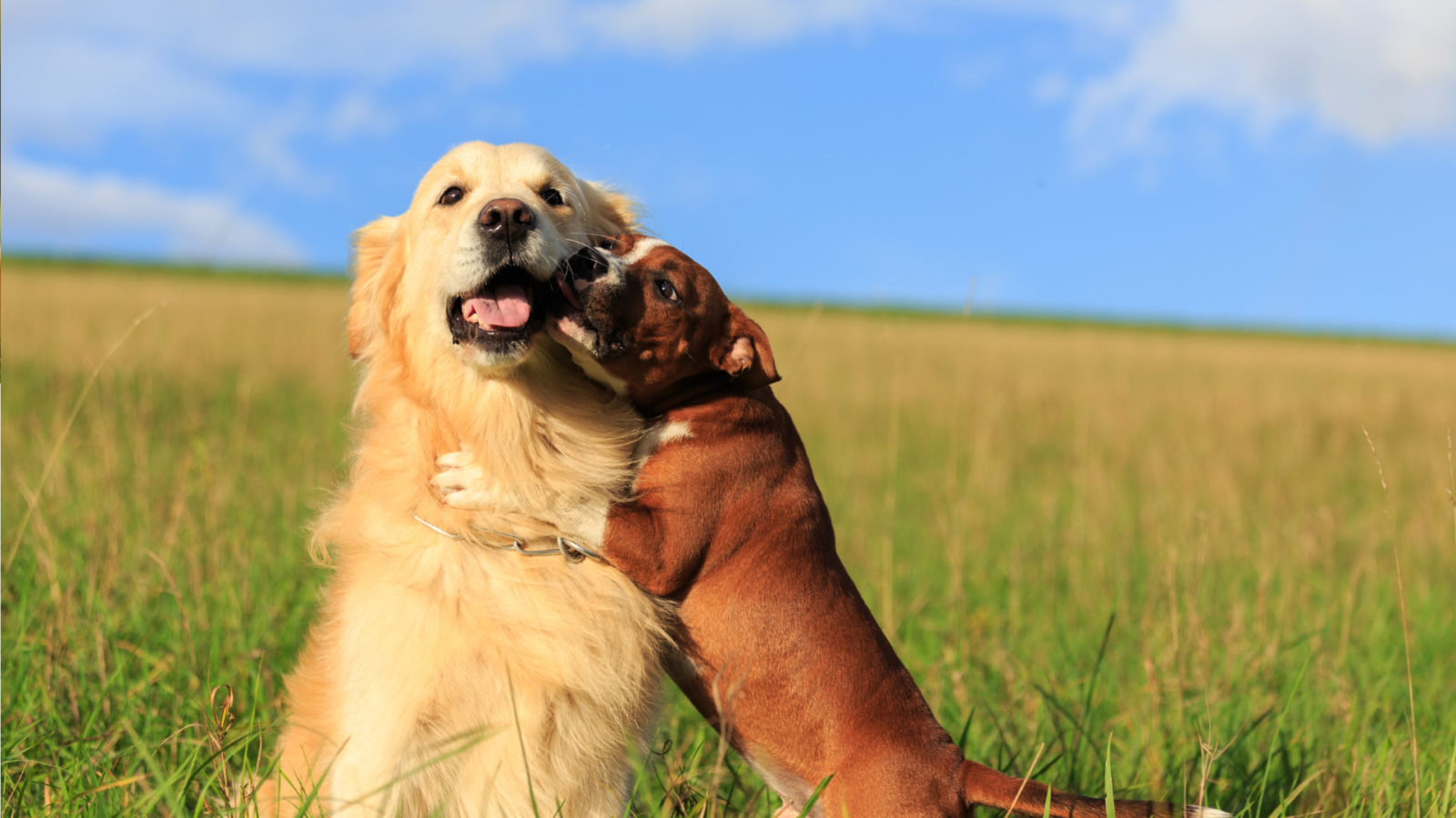 A golden retriever and smaller brown boxer mix in an open meadow below a blue sky. The smaller dog has its front paws around the retriever like they are hugging.