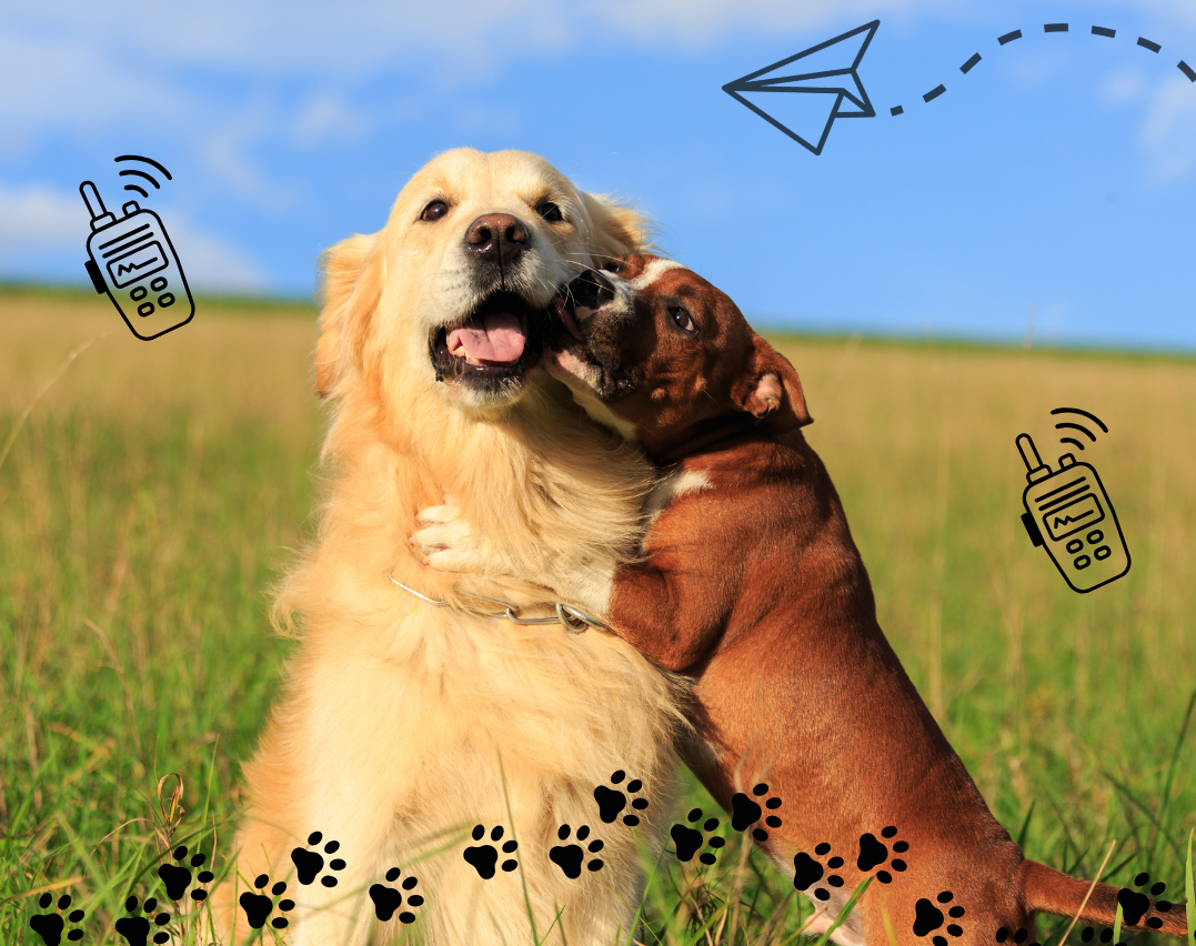 A golden retriever and smaller brown boxer mix in an open meadow below a blue sky. The smaller dog has its front paws around the retriever like they are hugging. Black line-drawings of paw prints, a paper air plane and two walkie talkies surround the dogs.
