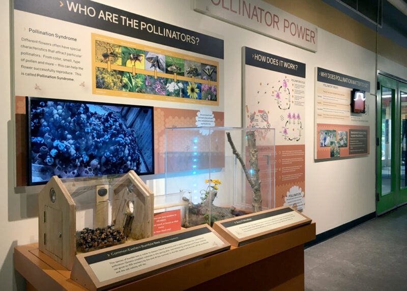 Display graphics for the Butterfly Pavilion